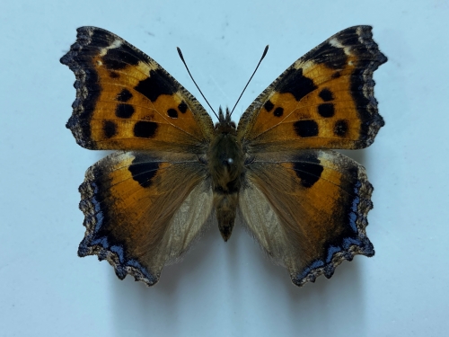 들신선나비(Nymphalis xanthomelas chosenessa)[KB-4-47]]